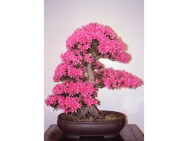 Azale bonsai fiorita