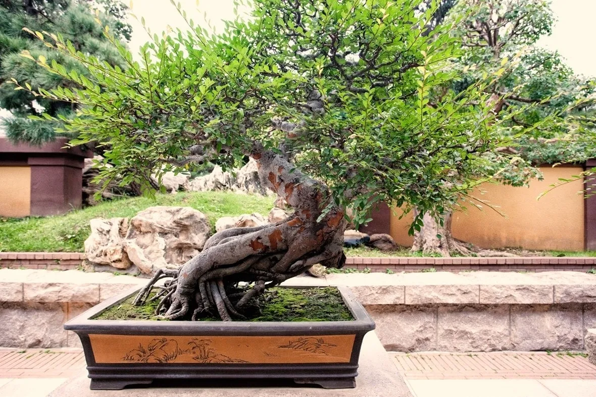 Bonsai giapponese