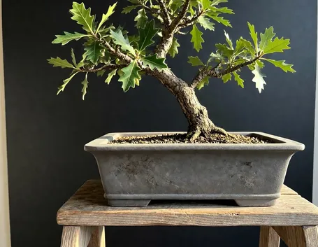 Varietà di bonsai Quercus ilex