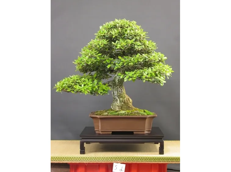 Varietà di bonsai Quercus agrifolia