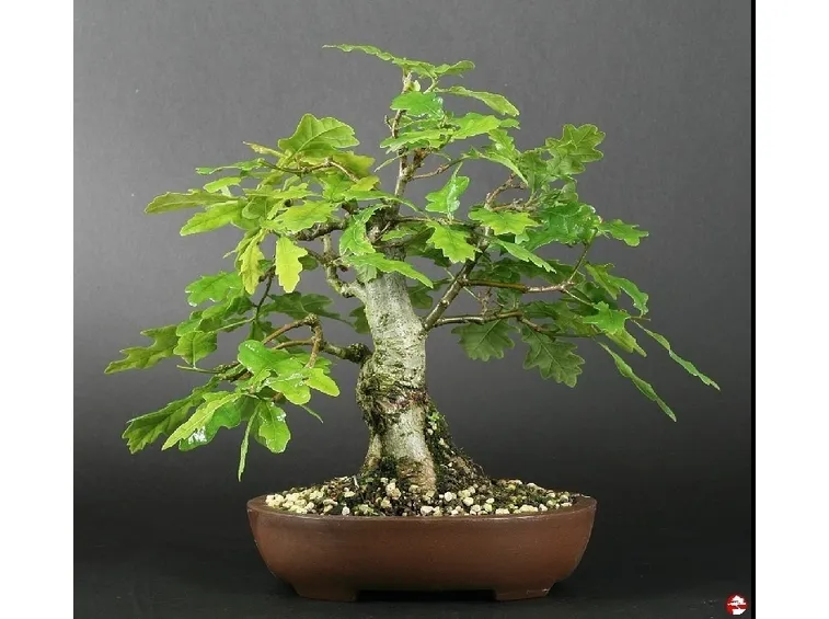 Bonsai nella varietà di Quercus robur