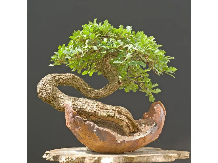 Varietà di bonsai Quercus cerris