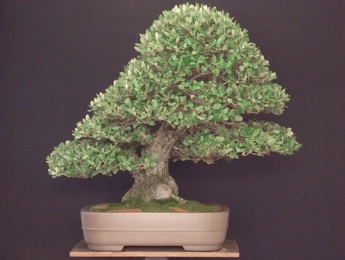 Varietà di bonsai Quercus ilex