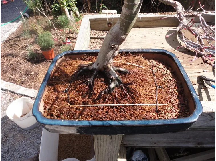 Questo bonsai ha bisogno di un rinvaso