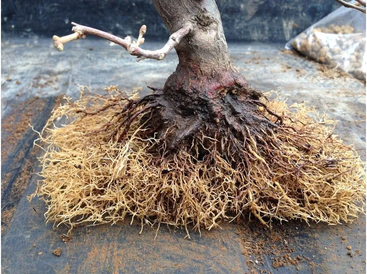 Bonsai con radici pulite e tagliate