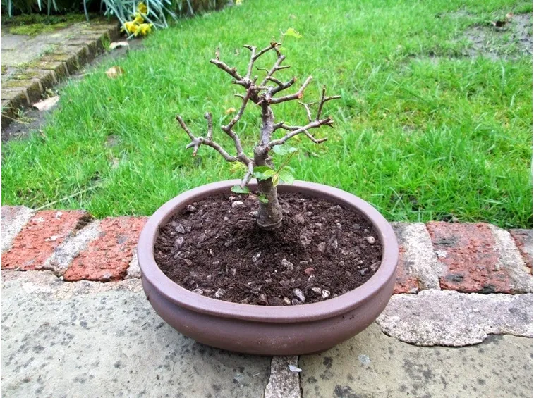 Bonsai rinvasato in un contenitore più grande