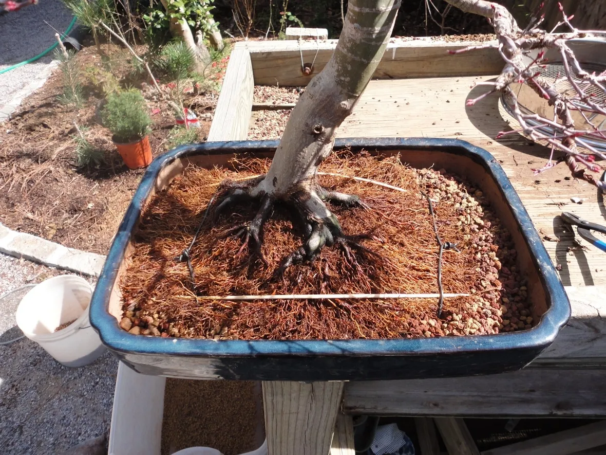 Questo bonsai ha bisogno di un rinvaso