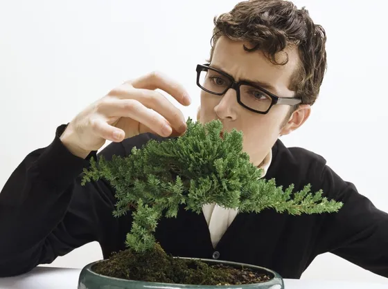 cura bonsai albero