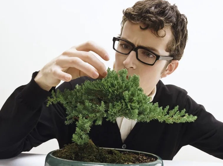 cura bonsai albero