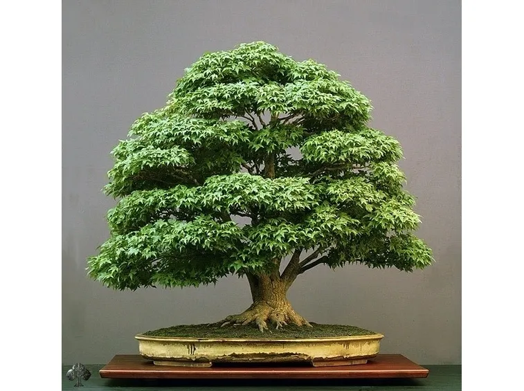 albero bonsai giapponese