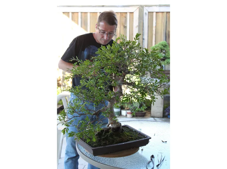uomo cura bonsai ficus