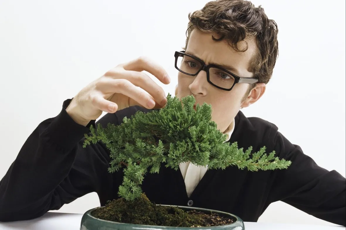 cura bonsai albero