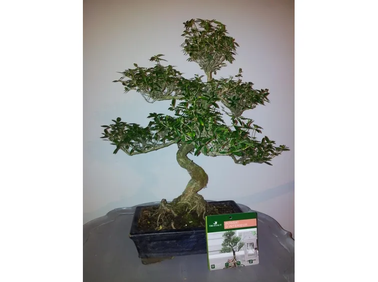Un esemplare di Serissa Bonsai