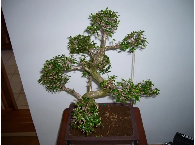Altra realizzazione di Serissa Bonsai