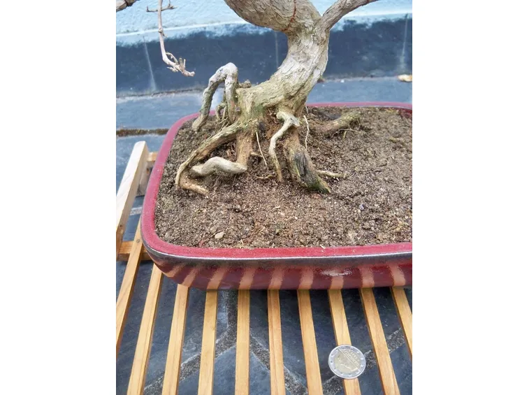 Radici contorte di Serissa Bonsai