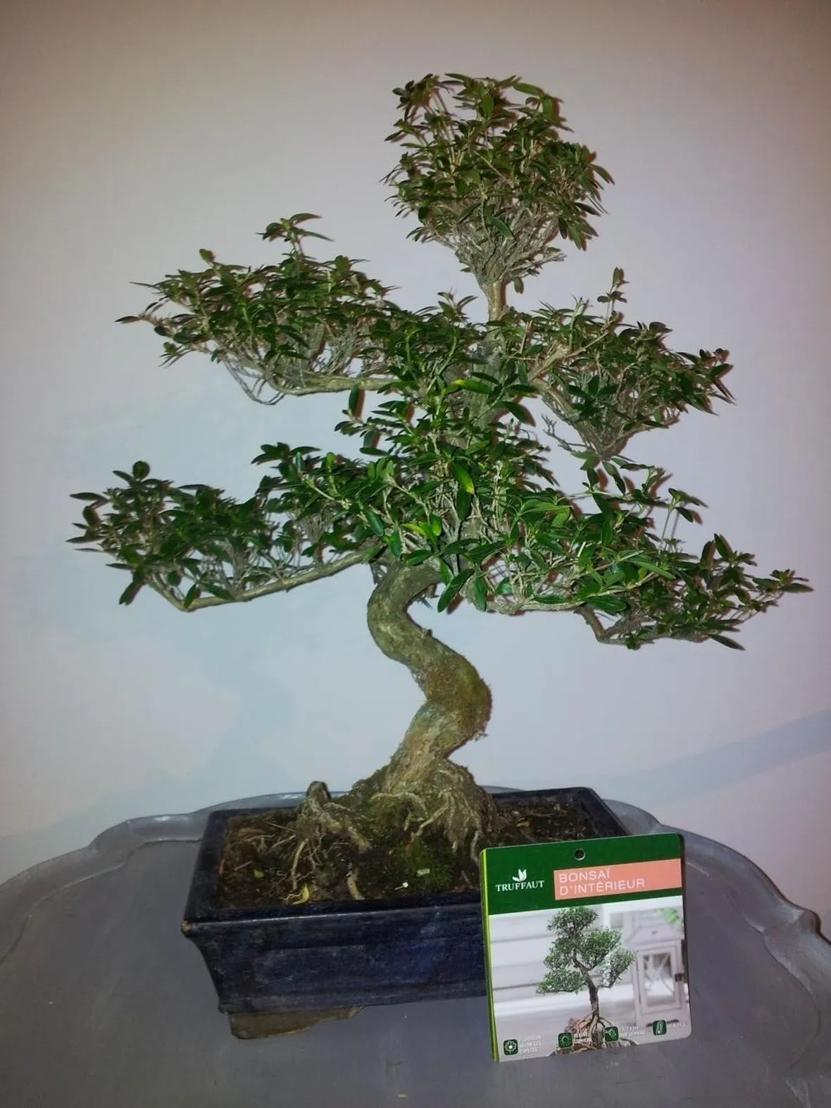 Un esemplare di Serissa Bonsai