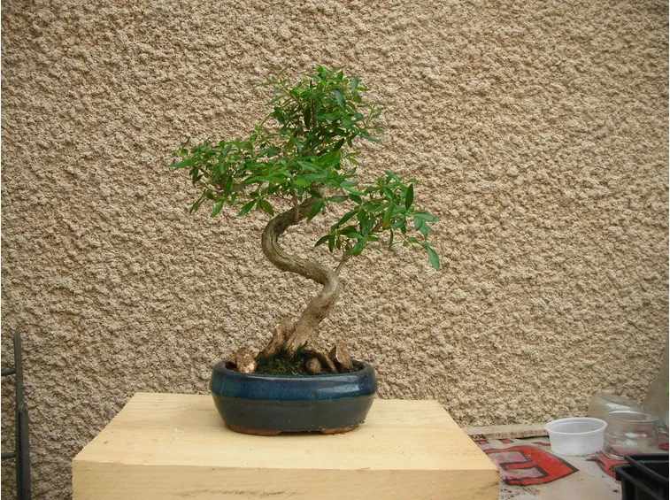 Bonsai serissa