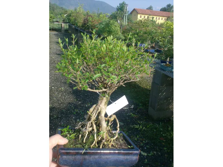 Bonsai serissa