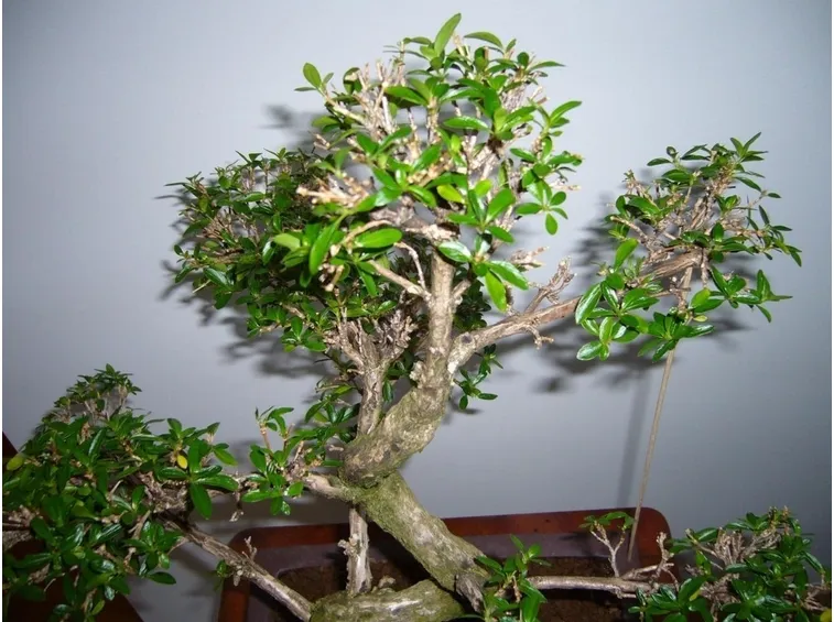 Bonsai serissa