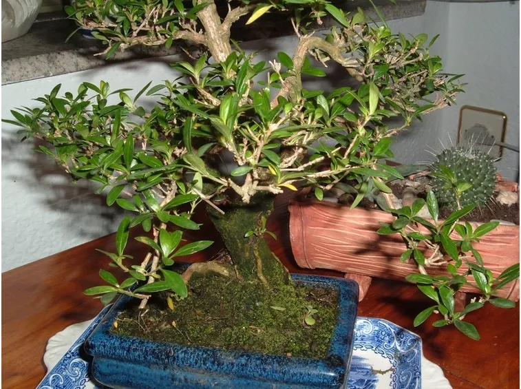 Bonsai serissa