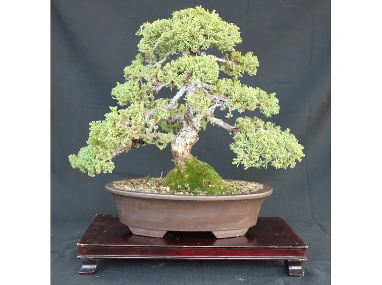 Bonsai
