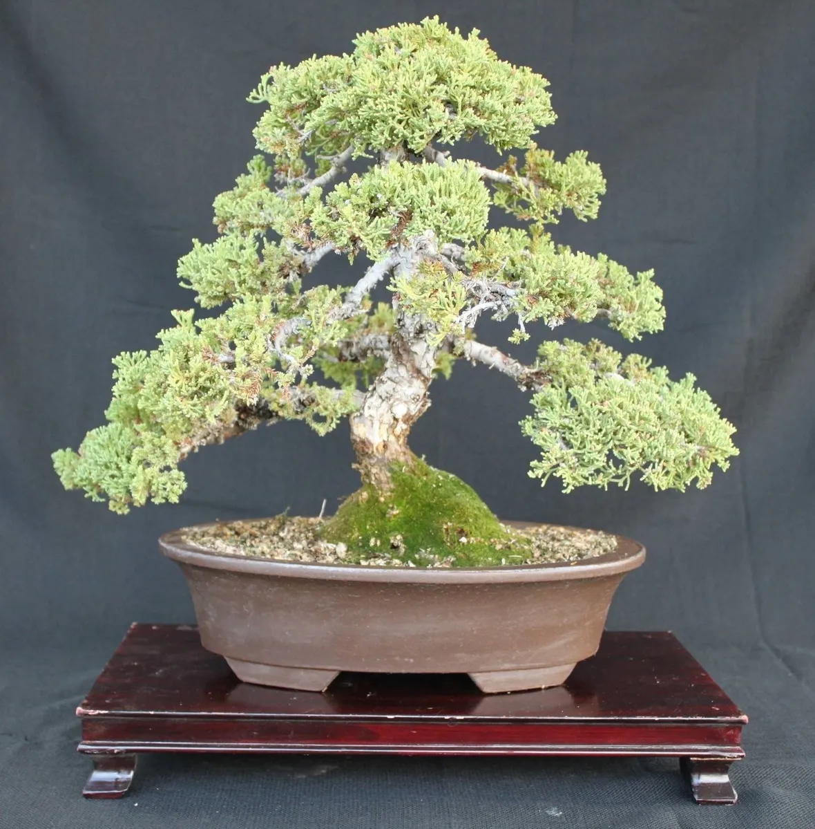 Bonsai