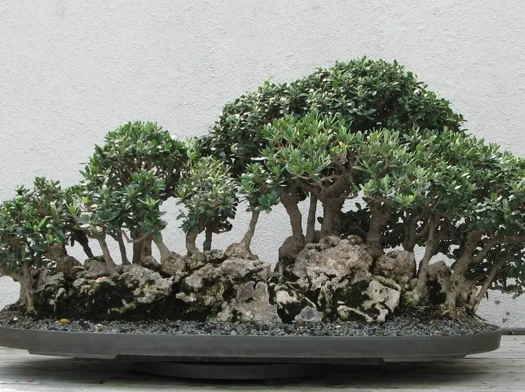 Pianta di Ulivo bonsai