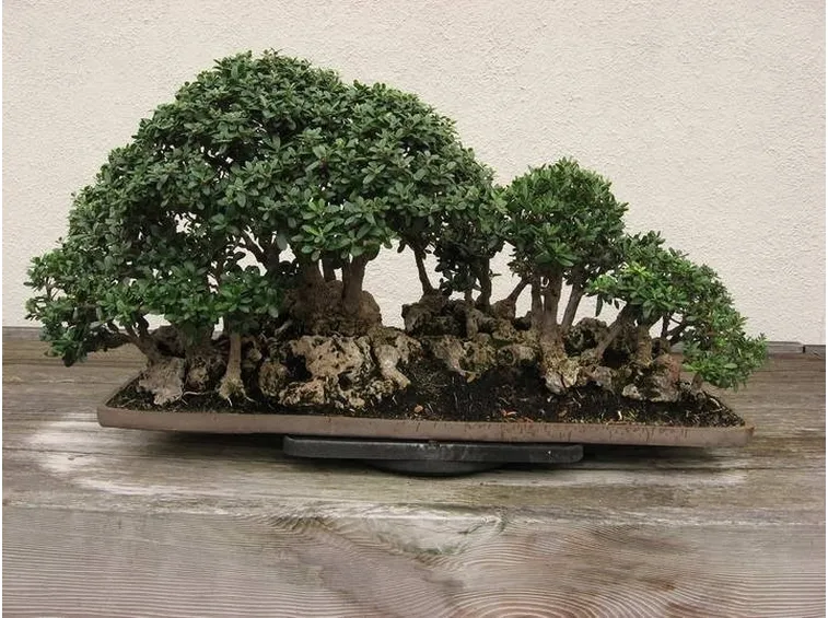 Esemplari di Ulivo bonsai