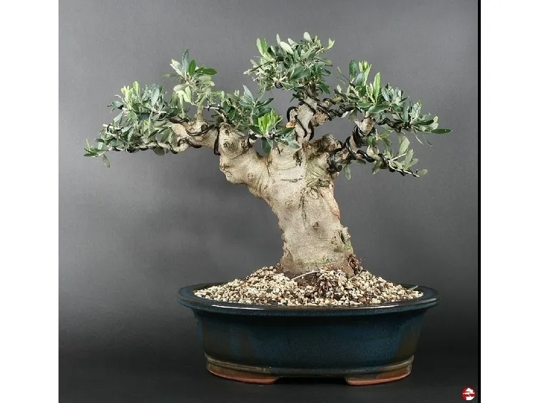 La pianta di Ulivo bonsai