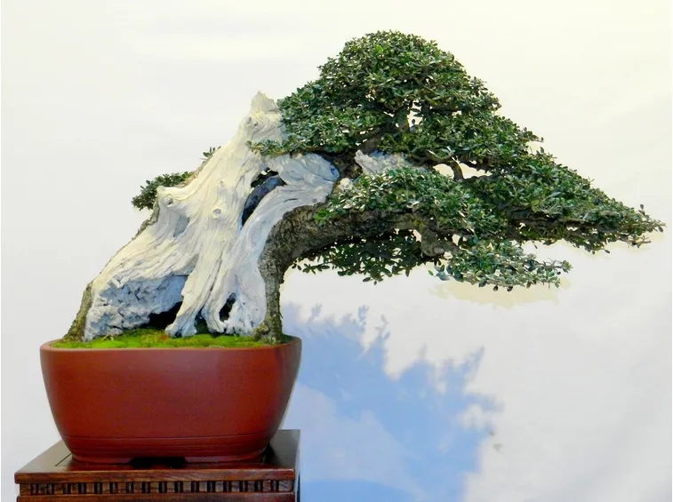 Esemplare di Ulivo bonsai