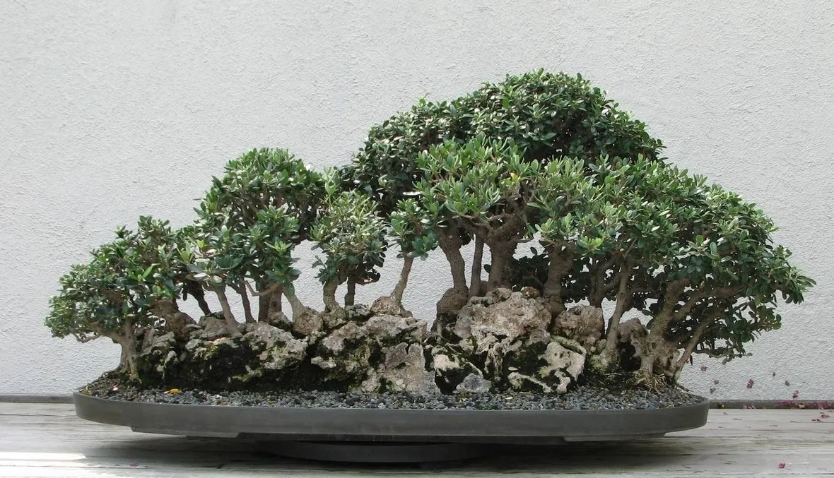 Pianta di Ulivo bonsai