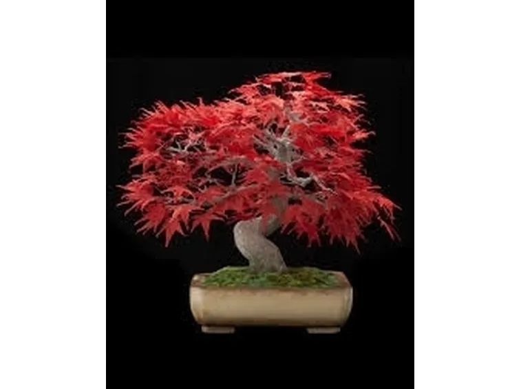 Esemplare di acero bonsai.