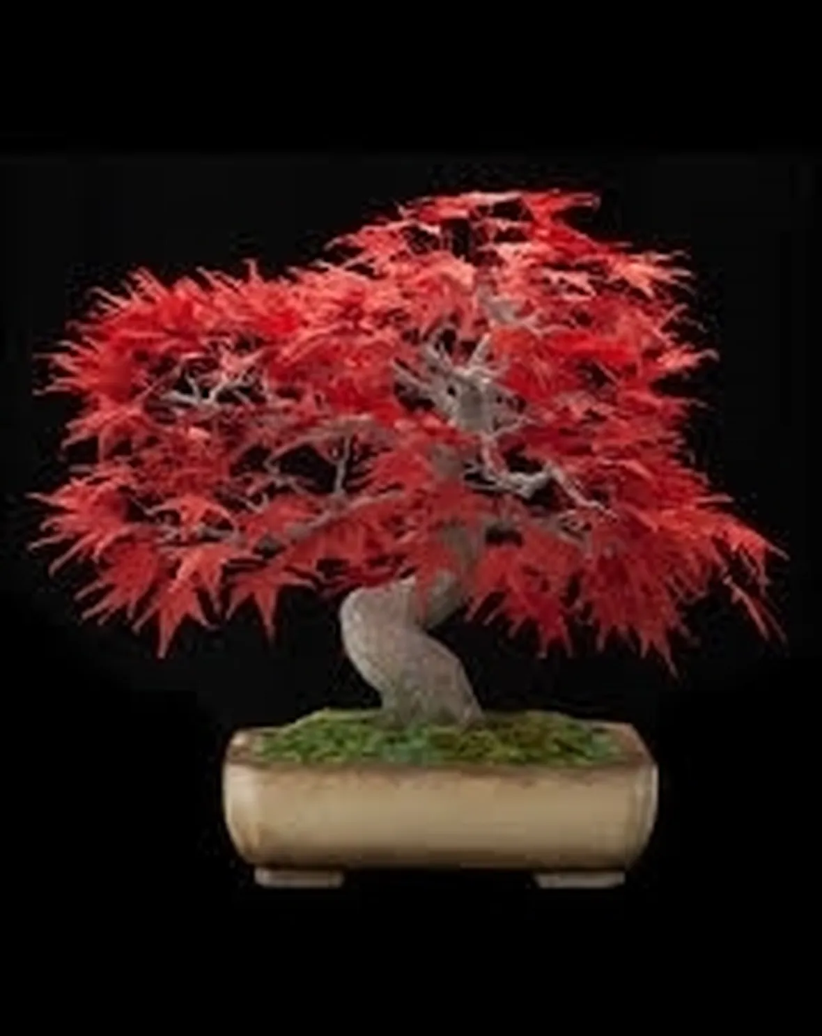 Esemplare di acero bonsai.