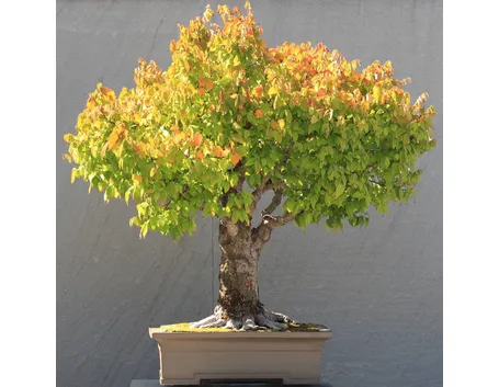 Zelkova Bonsai