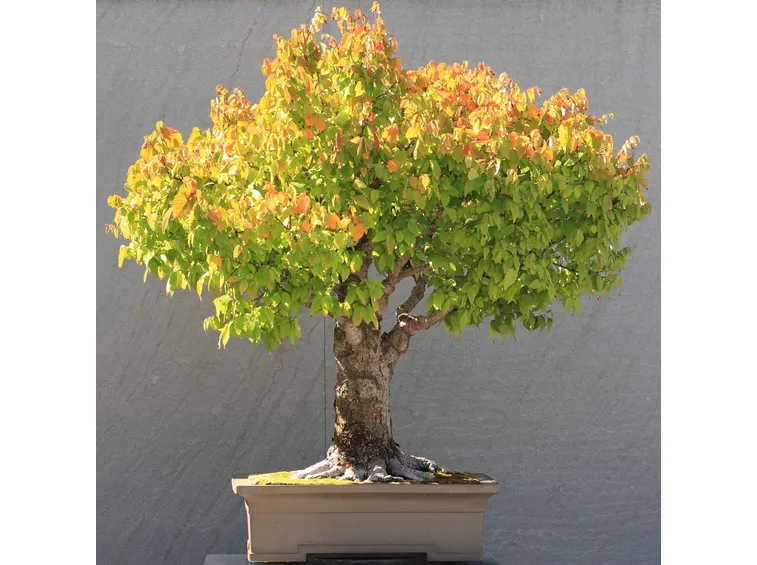 Zelkova Bonsai
