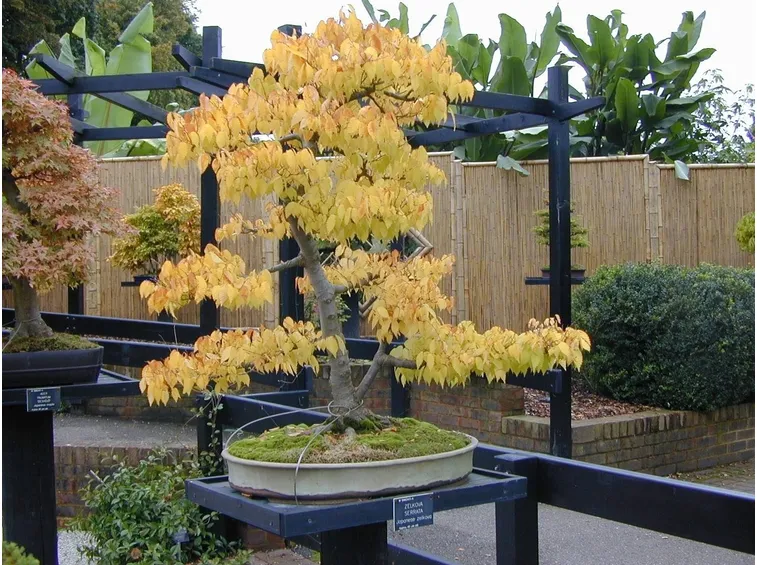 Zelkova Bonsai in autunno