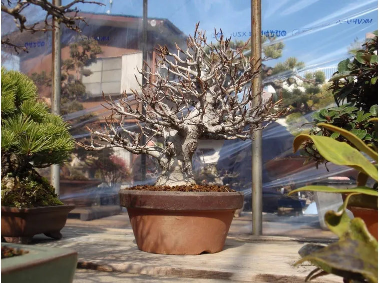 Zelkova Bonsai in inverno