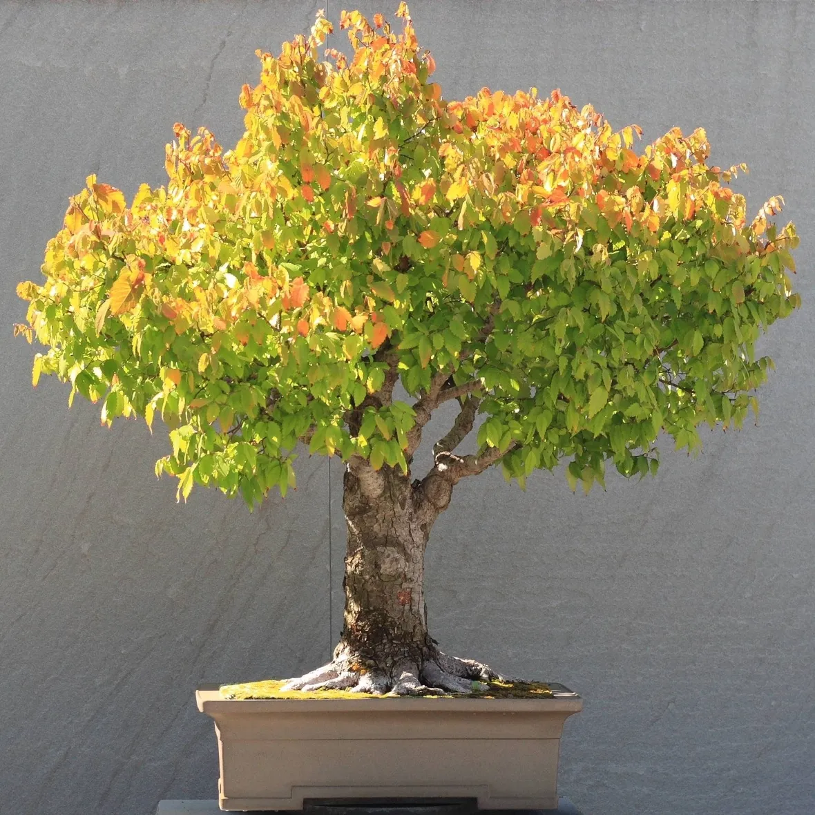 Zelkova Bonsai