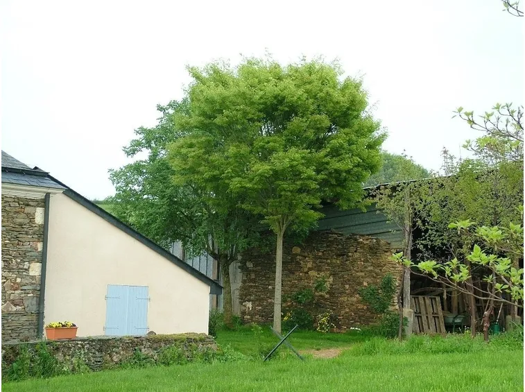 Zelkova