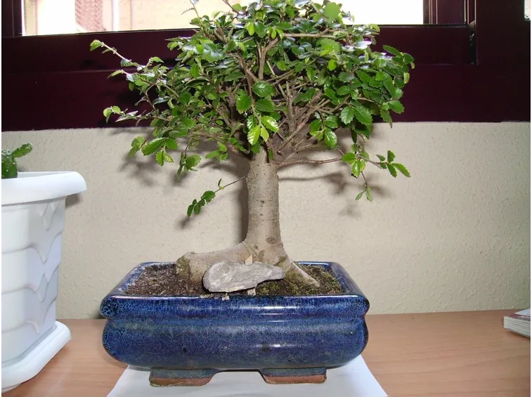 Bonsai zelkova
