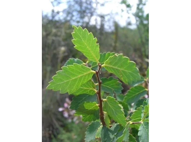 Bonsai zelkova