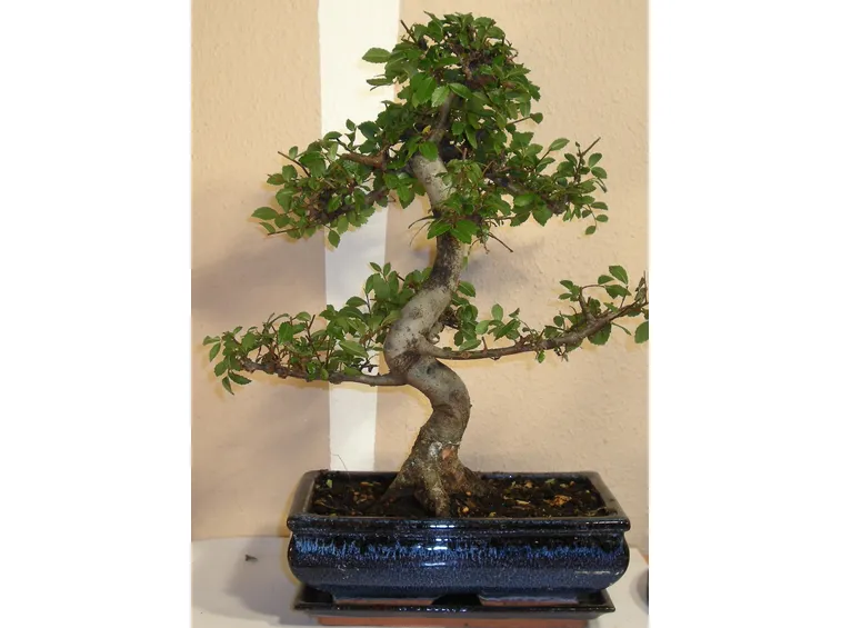 Bonsai zelkova