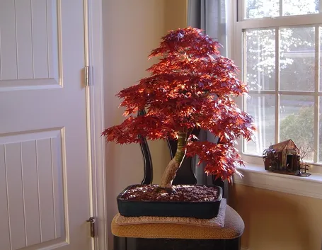Bonsai acero rosso