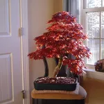 Bonsai acero rosso