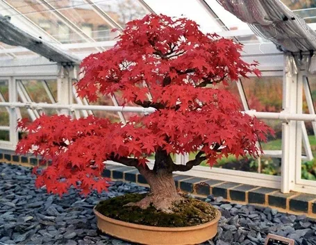 Bonsai Acero rosso