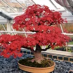 Bonsai Acero rosso