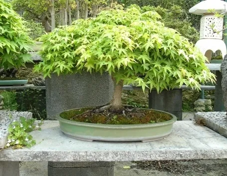 Bonsai di acero verde