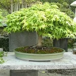 Bonsai di acero verde