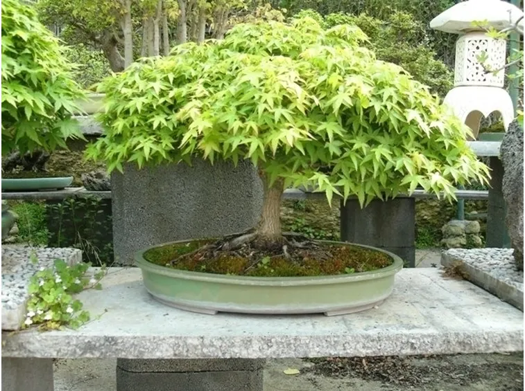Bonsai di acero verde