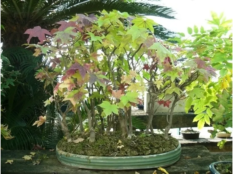 Bonsai di acero a boschetto